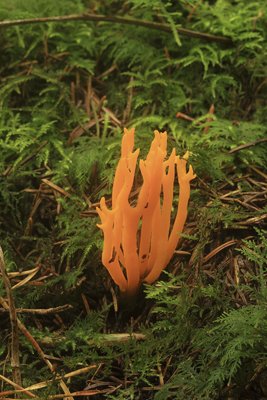 Coral Fungus