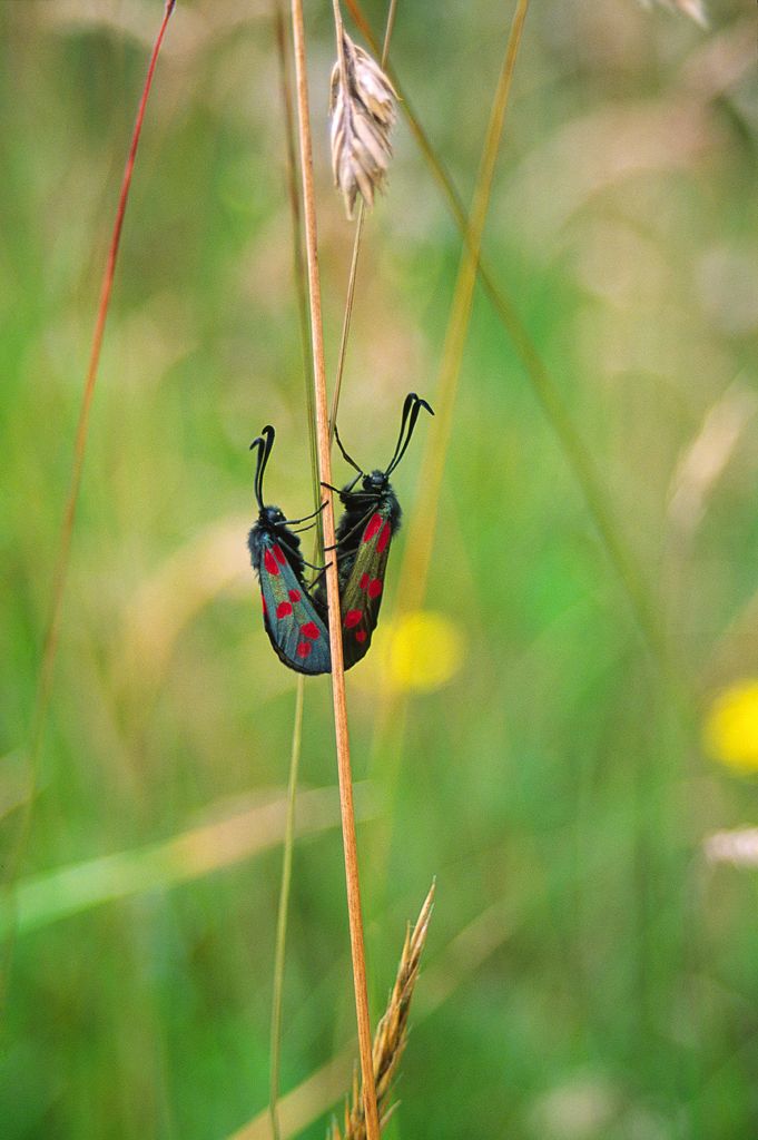 Six-Spot Burnets