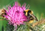 Bumble Bee