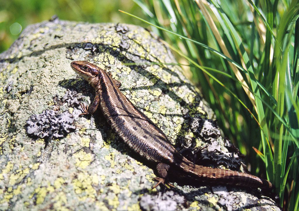 Common Lizard