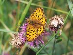 Dark Green Fritillary