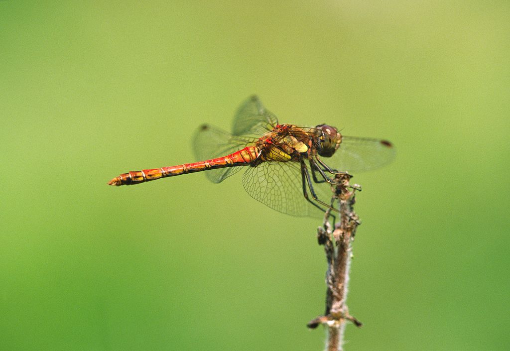 Common Darter