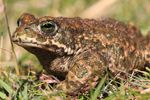 Natterjack Toad