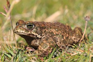  Natterjack Toad