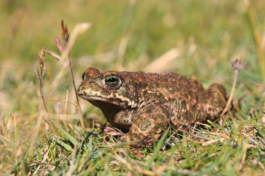 Natterjack Toad