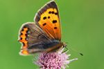 Small Copper Butterfly