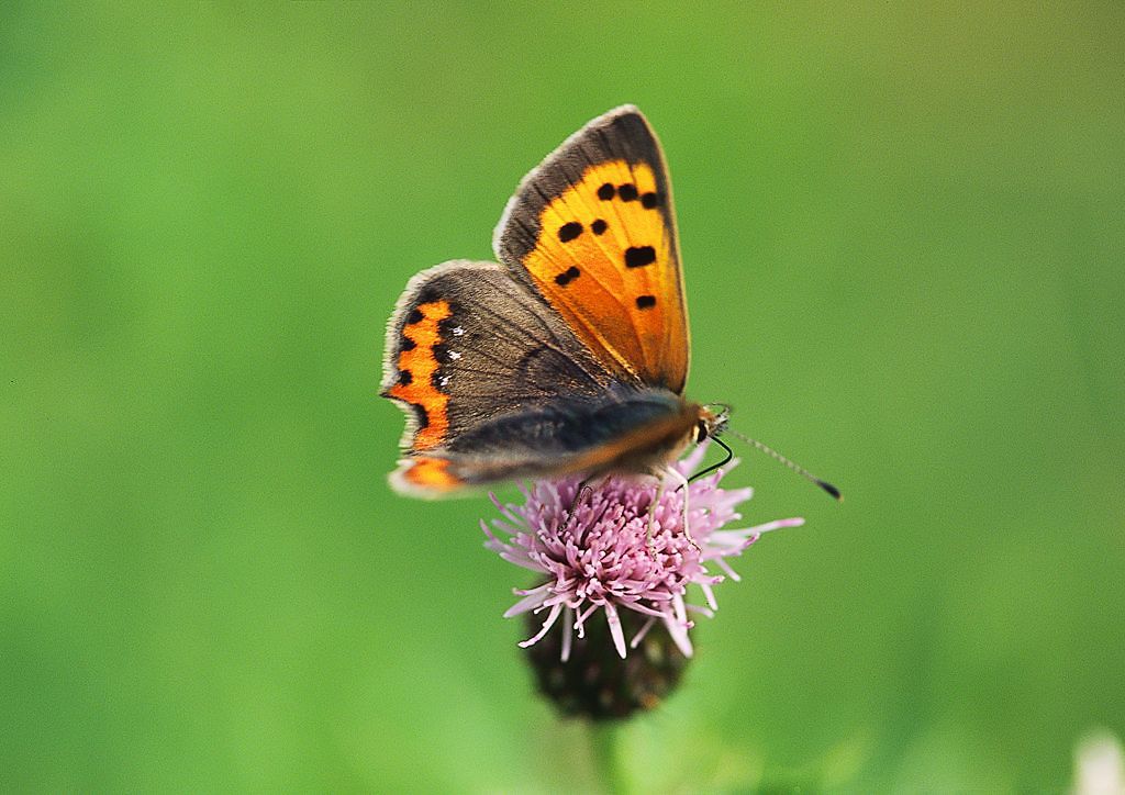 Small Copper