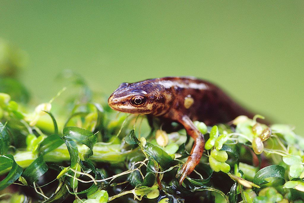 Smooth Newt in Co Dublin