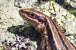 Common Lizard