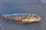 Sea Mouse