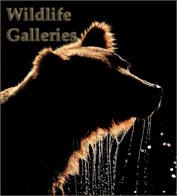 Wildlife Gallery