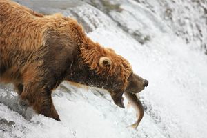 Brown Bear Catches Salmon