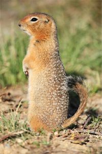 Ground Squirrel
