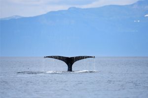 Humpback Fluke