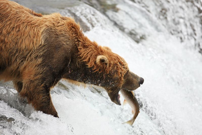 Brown Bear About to Catch a Salmon in Alaska