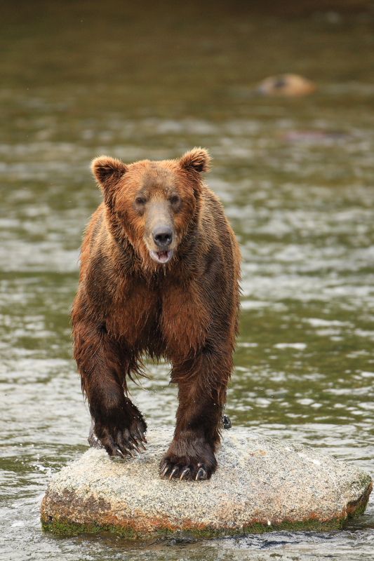 Brown Bear on Rock in Alaska
