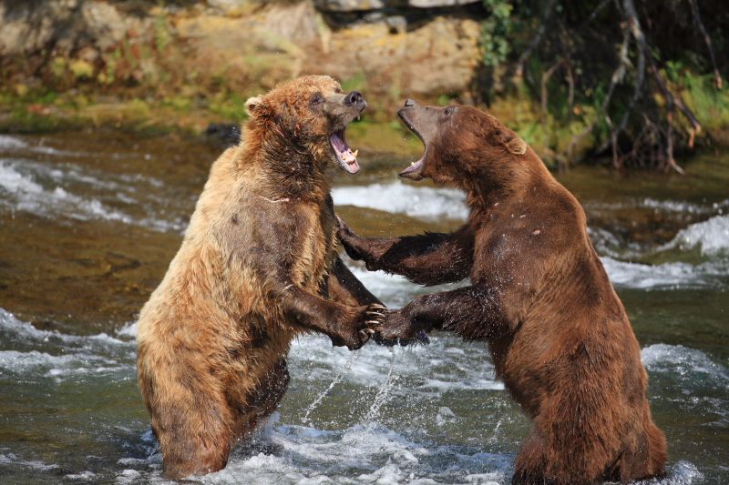 Fighting Brown Bears in Alaska