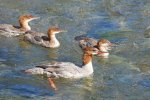 Merganser and Chicks