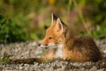 Young Red Fox
