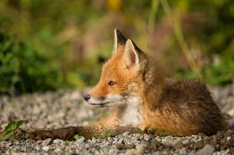 Young Red Fox in Alaska