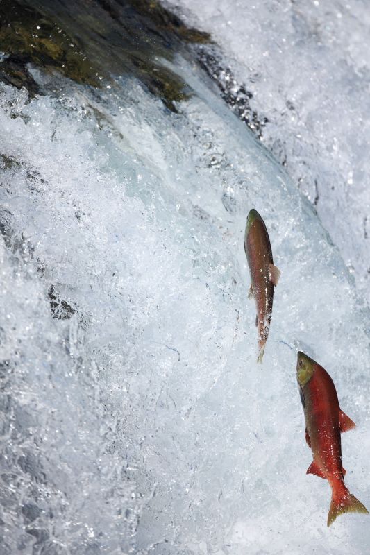 Salmon Leaping at Waterfall
