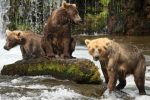 The Three Little Bears