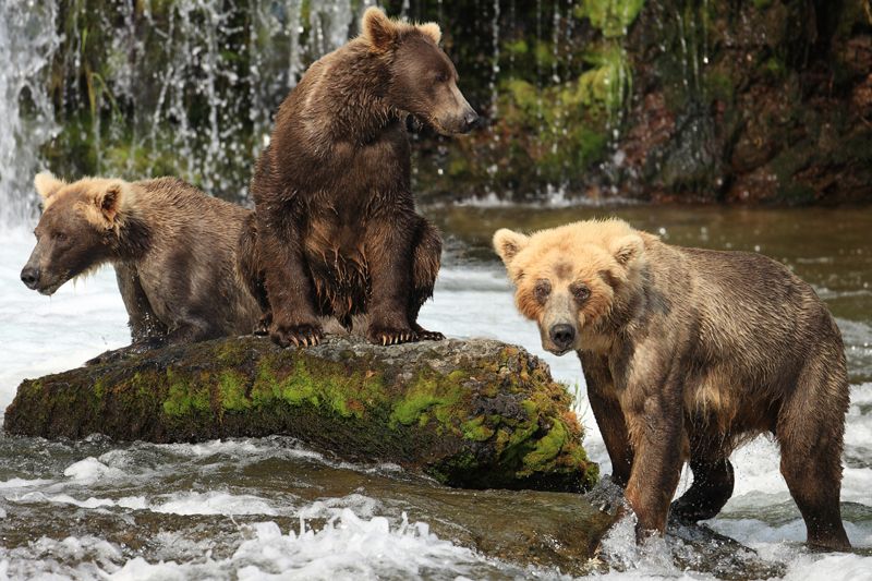Fighting Brown Bears in Alaska