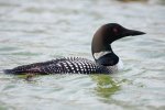 Great Northern Diver Winter Plumage
