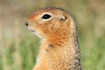 Ground Squirrel 