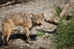 Wolf with Salmon