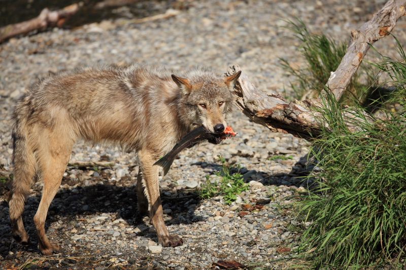 Wolf with Scavenged Salmon