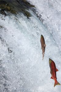 Salmon-Leap