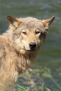 Wolf Portrait