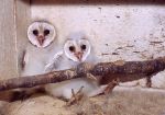 Barn Owl Chicks