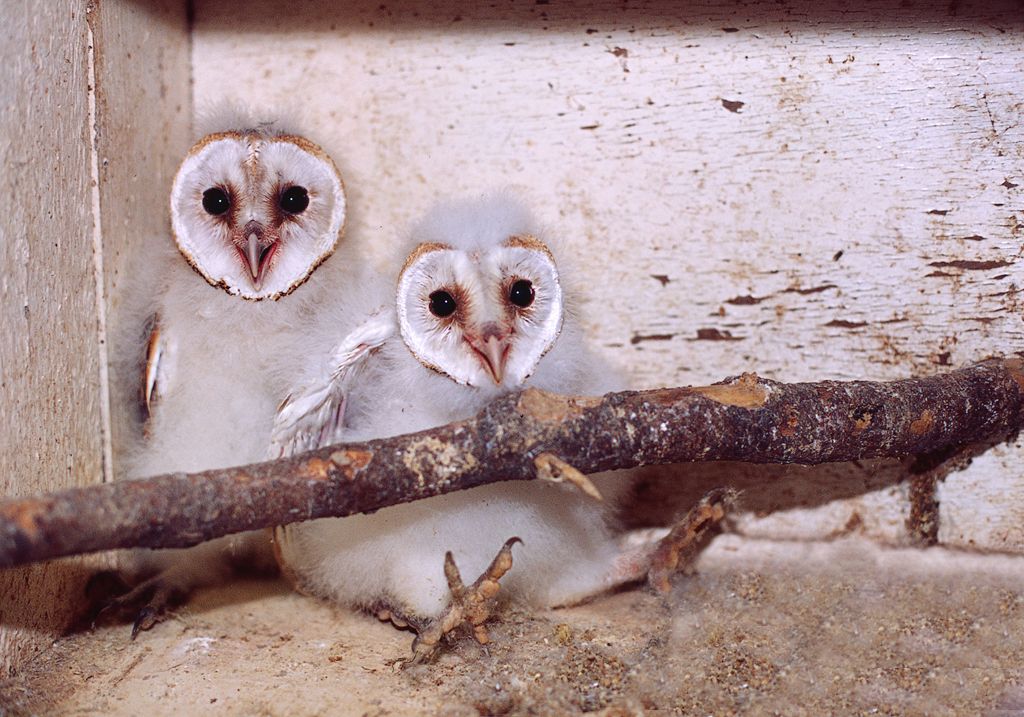 Barn Owl Chicks (Rescued)