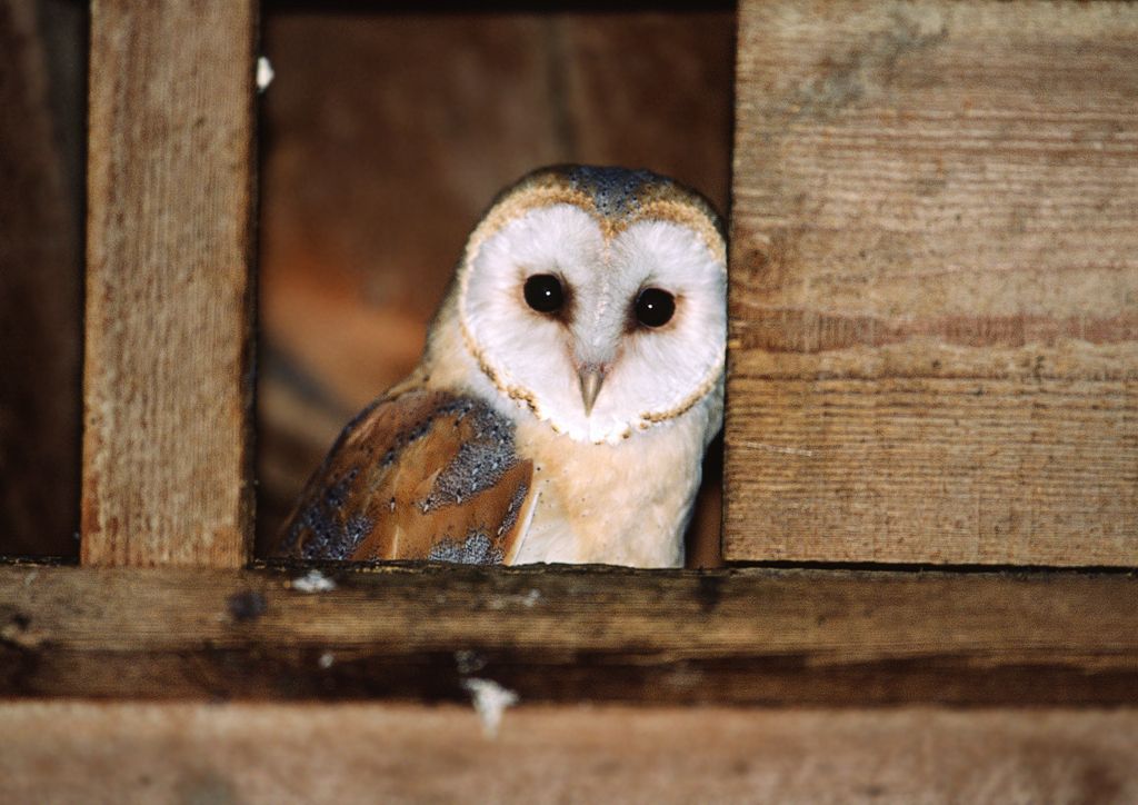 Barn Owl in Nest Box