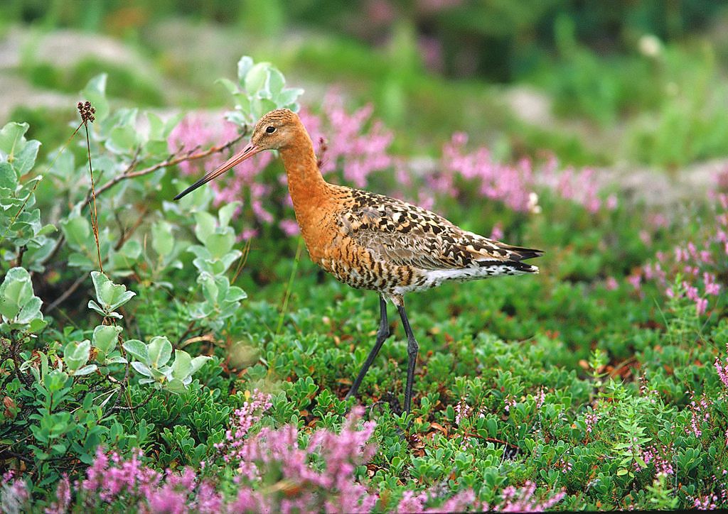 Black-Tailed Godwit