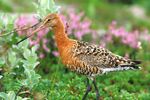 Black-Tailed Godwit