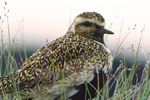 Gloden Plover