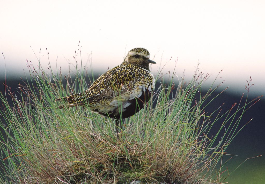 Golden Plover