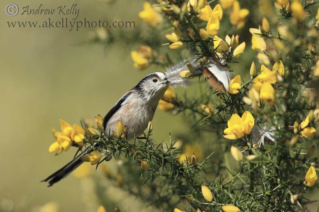 Long Tailed Tit Collects Feather For Nest