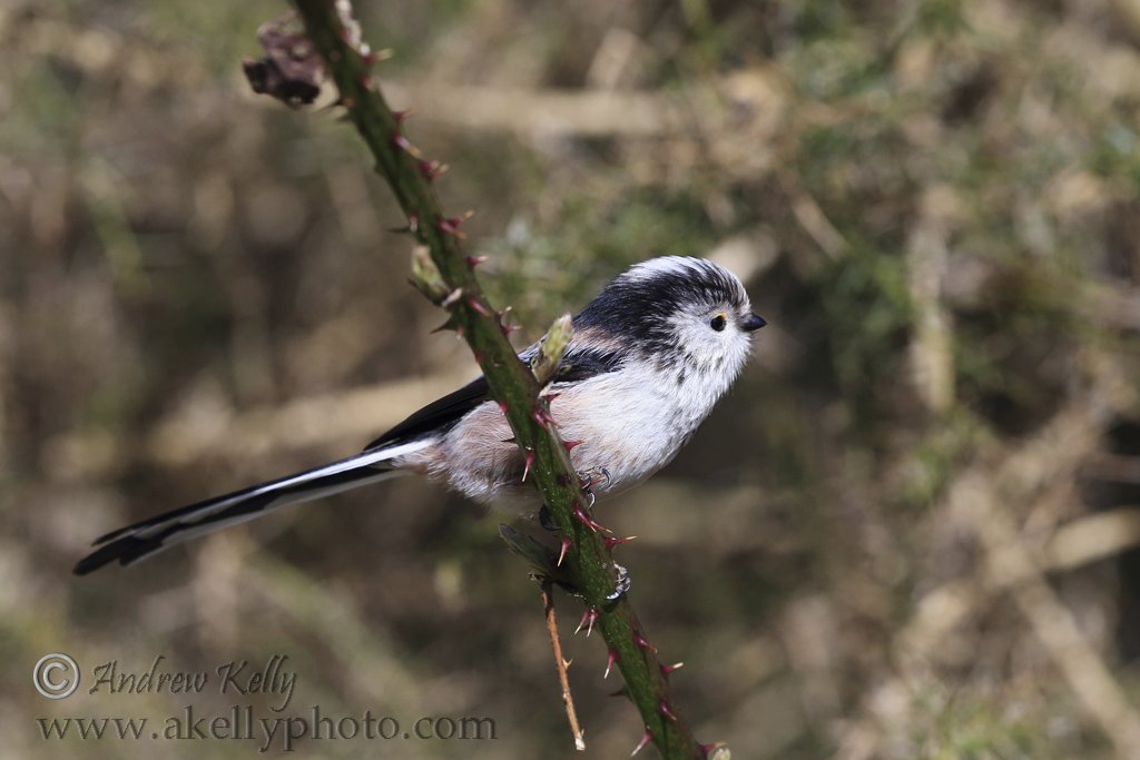 Long Tailed Tit on Bramble