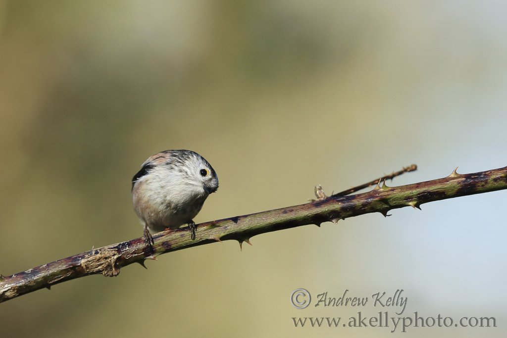 Long Tailed Tit Looking