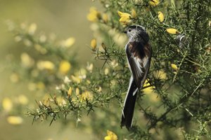Long Tailed Tit