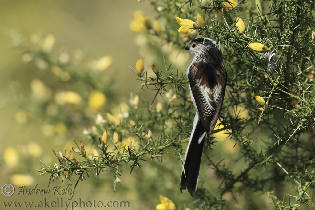 Long Tailed Tit