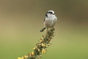 Long Tailed Tit Gorse