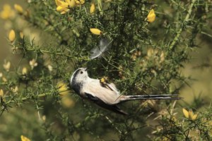 Long Tailed Tit Collecting Feathers