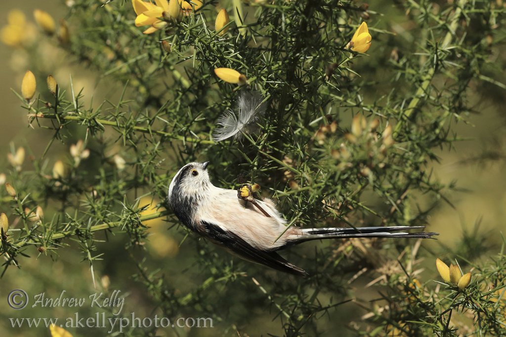 Long Tailed Tit Collecting Feathers