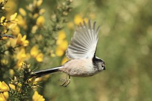 Long Tailed Tit in Flight