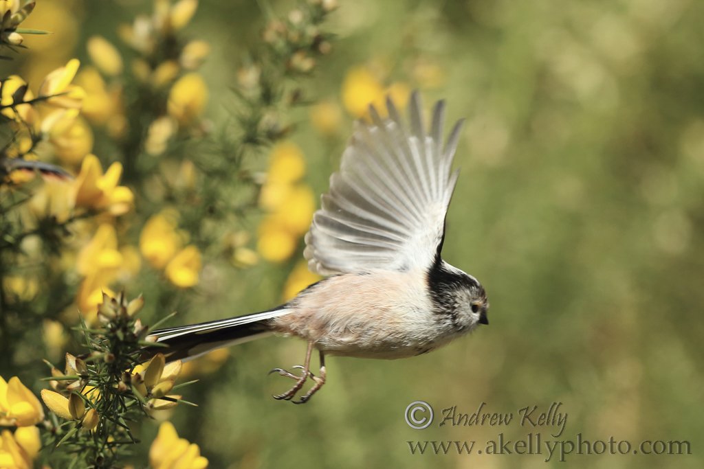 Long Tailed Tit in Flight